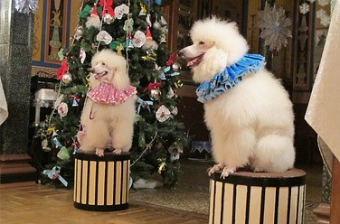 Елка в музее уголка дедушки Дурова Елка в музее уголка дедушки Дурова